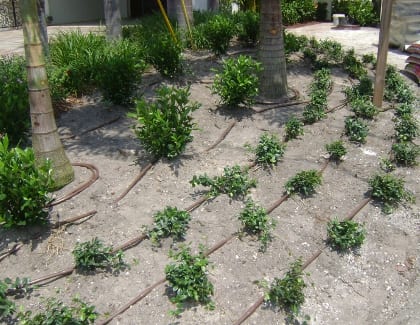 Diseño paisajístico - riego por líneas