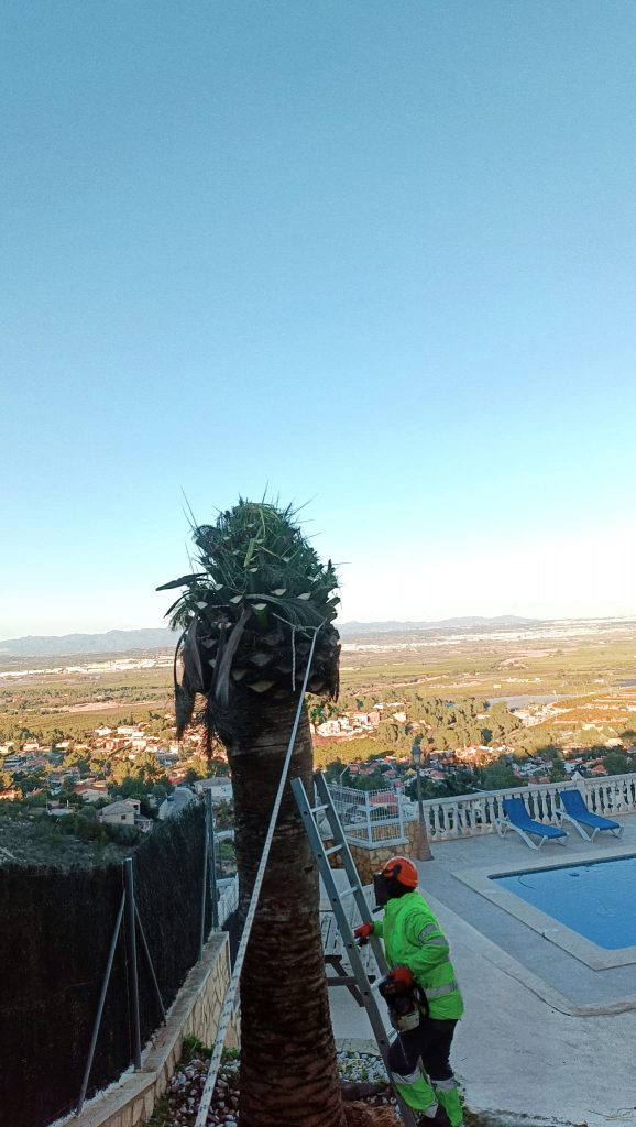 Mantenimiento jardines - Picudo rojo