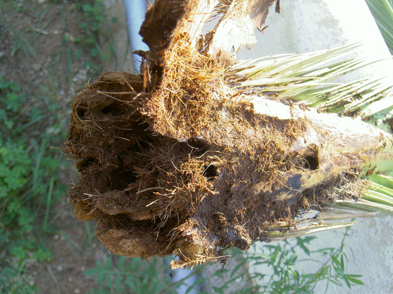 Palmera afectada por el picudo rojo