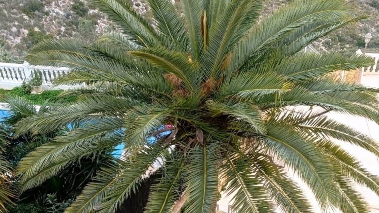 Tala de palmera afectada por picudo rojo en Cumbres de Calicanto
