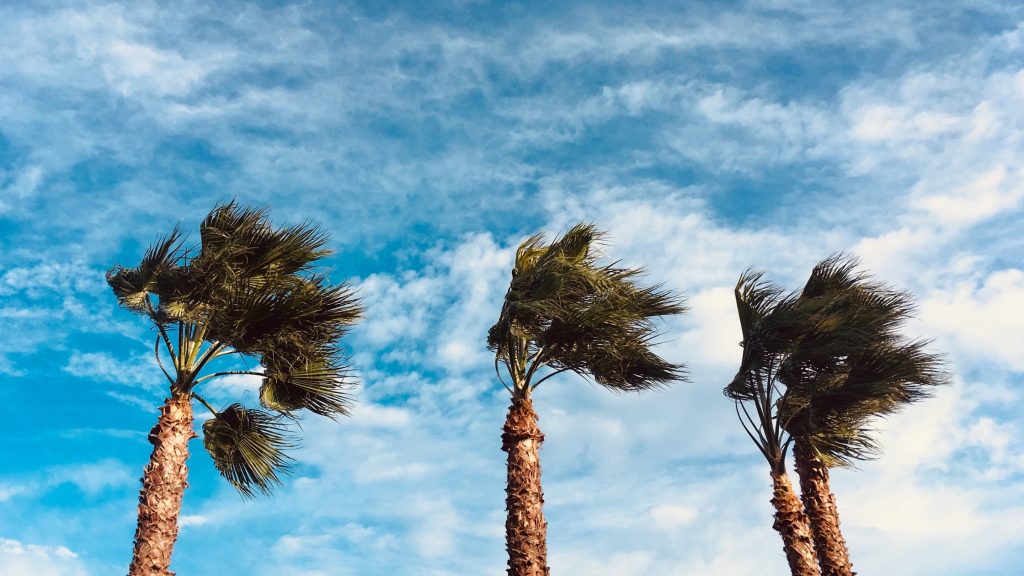 Revisar tu jardín tras un temporal de viento.