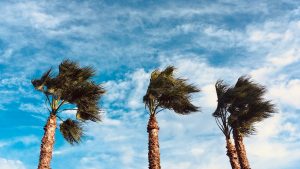 Revisar tu jardín tras un temporal de viento.