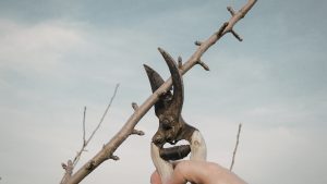 Trabajos de jardinería en febrero