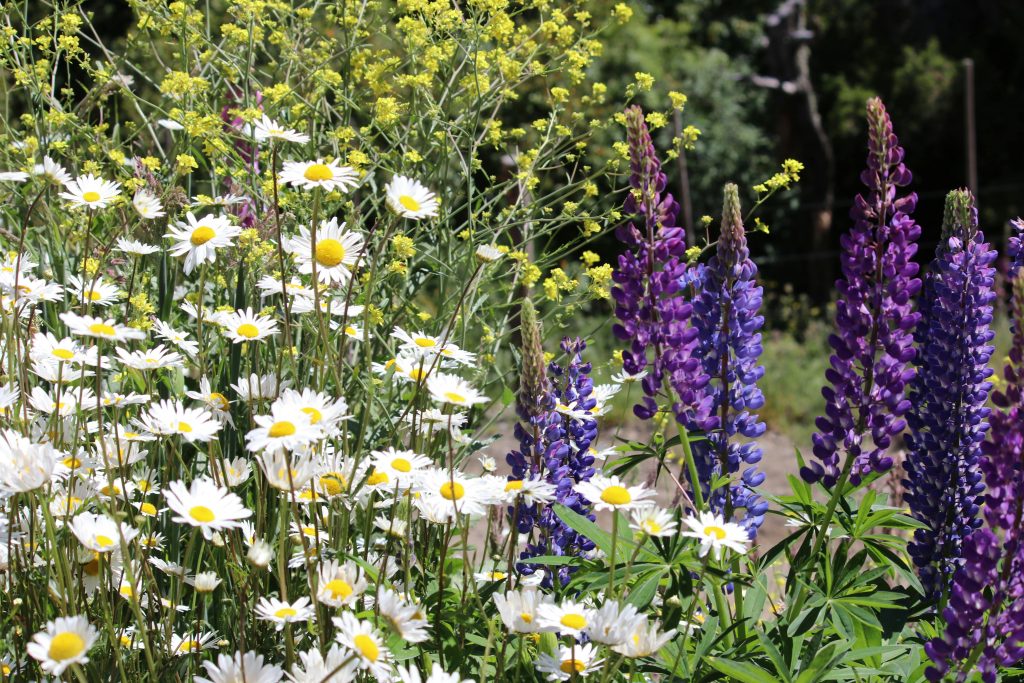 Jardines biodiversos