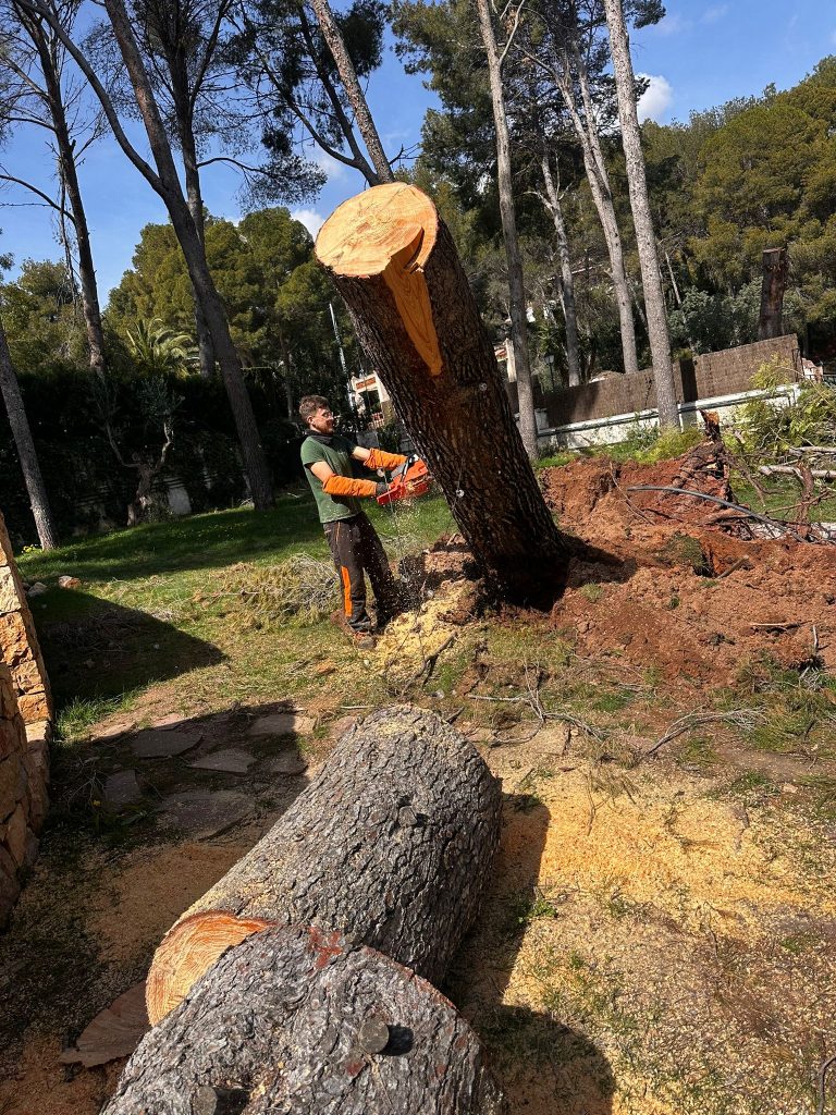 Tala técnica en la Comunidad Valenciana