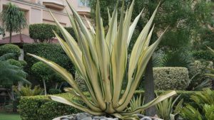 Xerojardinería en la Comunidad Valenciana