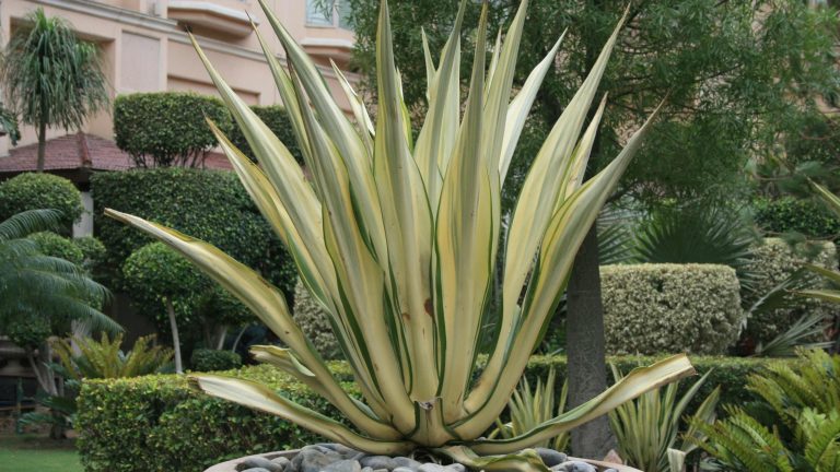 Xerojardinería en la Comunidad Valenciana