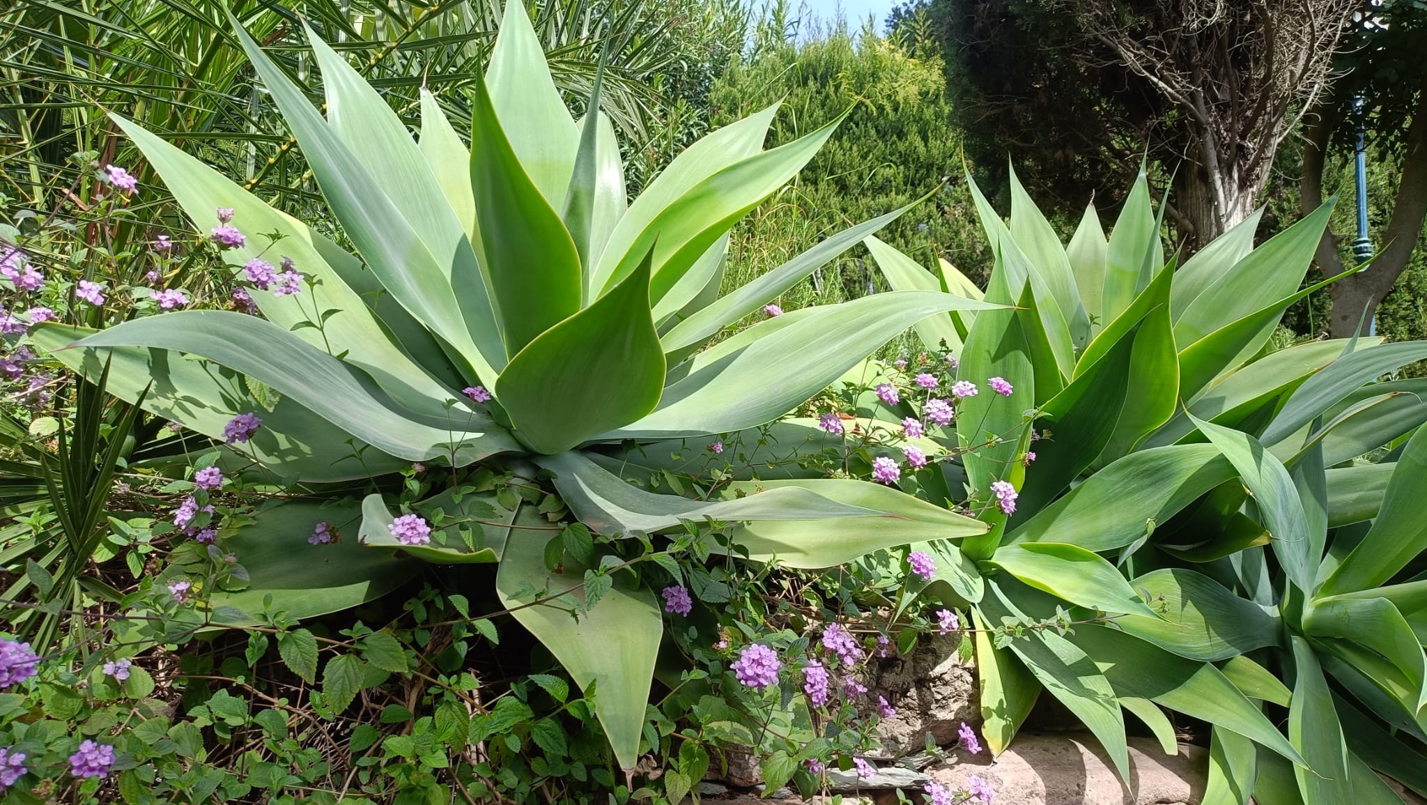 mantenimiento de jardines tropicales en Valencia