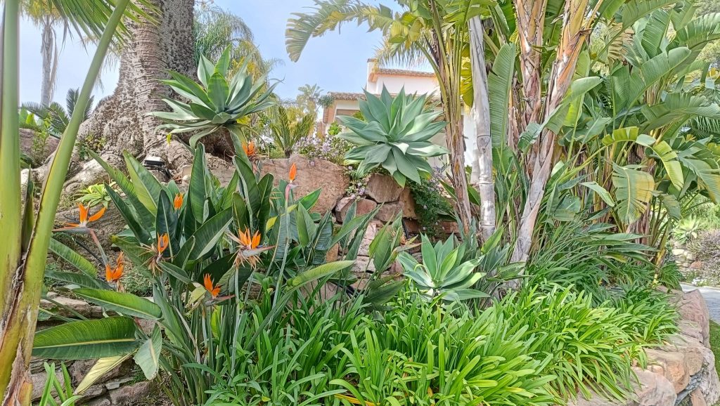 Guía esencial para el mantenimiento de jardines tropicales en Valencia