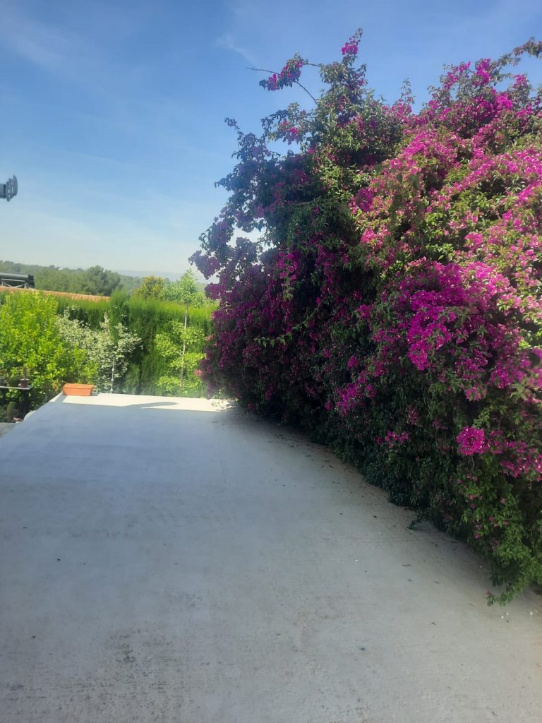Sanear arbustos para el verano